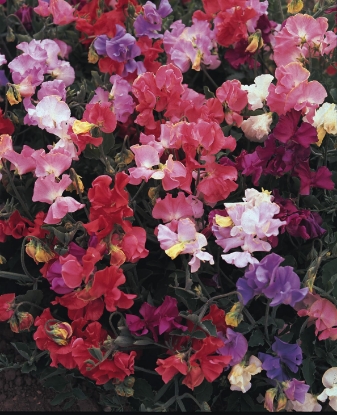 Picture of Sweet Pea Grandiflora - Perfume Delight